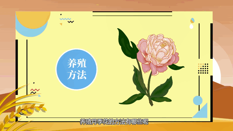 月季花的养殖方法 月季花的养殖方法是什么