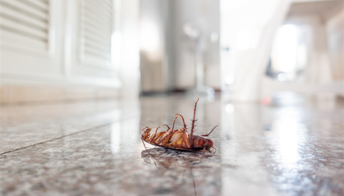 如何杀死蟑螂 如何杀死蟑螂最有效