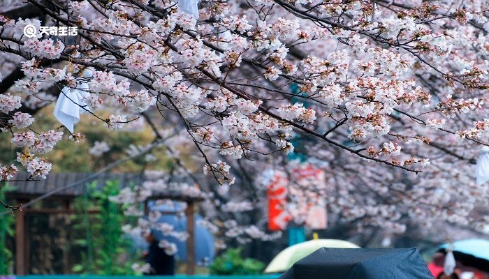 赤峰市春季赏花去哪里 推荐赤峰市春季赏花好去处