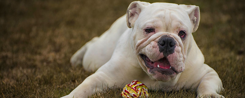 法斗和英斗哪个值钱