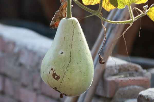 葫芦瓜的功效与作用 葫芦瓜的禁忌人群