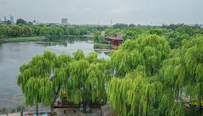 济南之春按照什么顺序写景的 济南之春简墨选文是按照什么顺序写景的