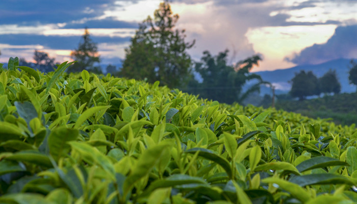 饮茶粤海未能忘全诗意思 饮茶粤海未能忘全诗的意思