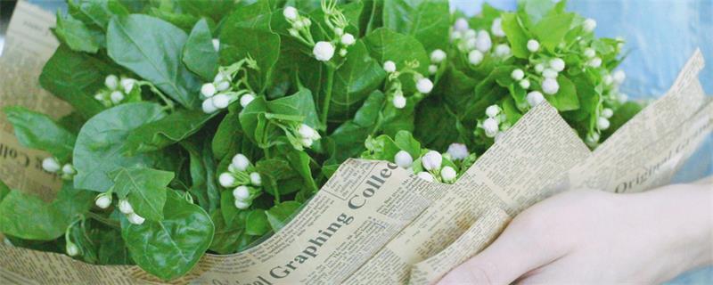 茉莉花种植 茉莉花的种植方法