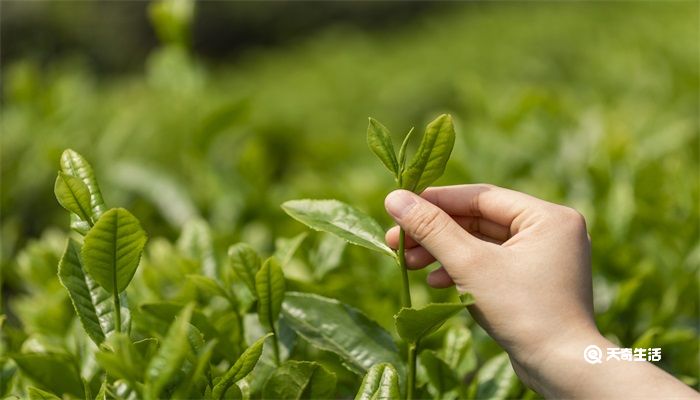 谷雨是春天的最后一个节气吗 谷雨是什么节气