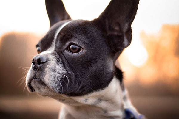 法斗和英斗哪个值钱