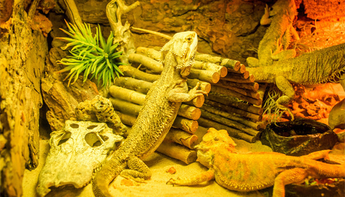 壁虎的尾巴有什么功能 壁虎的尾巴有什么功能和特点