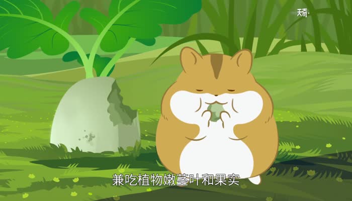 仓鼠品种 仓鼠有哪些品种