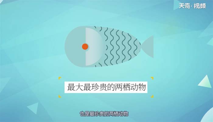 娃娃鱼是什么动物类型 娃娃鱼属于动物类型