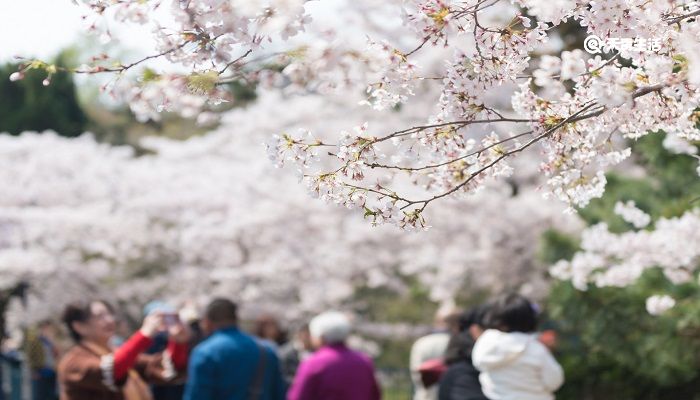 赤峰市春季赏花去哪里 推荐赤峰市春季赏花好去处