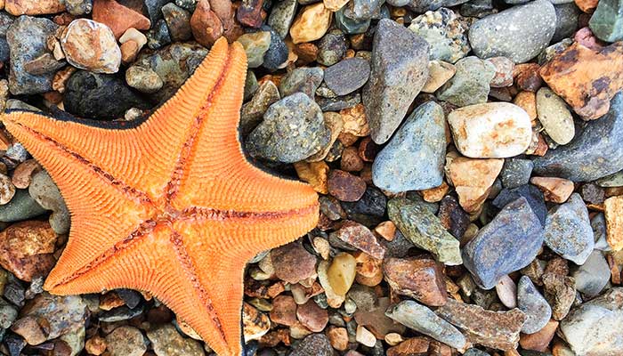 你知道海星怎么进食吗 海星怎么进食