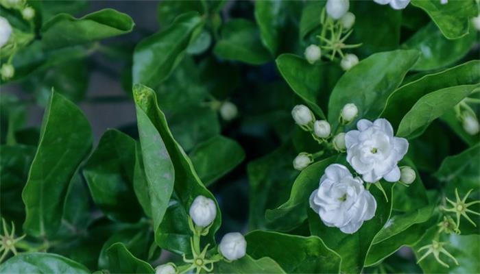 茉莉花种植 茉莉花的种植方法