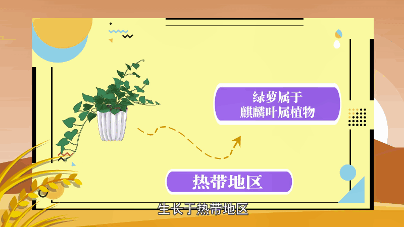 绿萝的养殖方法和注意事项 绿萝的养殖方法和注意事项有哪些