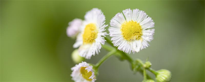 小雏菊的花语 小雏菊的花语是什么