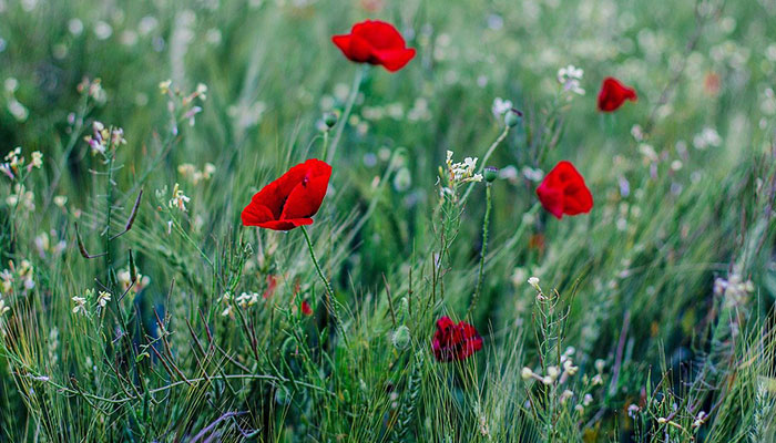 适合各种心情的句子 适合发朋友圈的句子