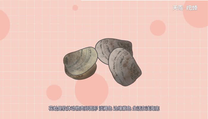 花蛤有不能吃的部分吗 花蛤全身都能吃吗