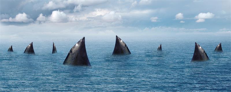 鲨鱼用什么呼吸 鲨鱼怎么呼吸