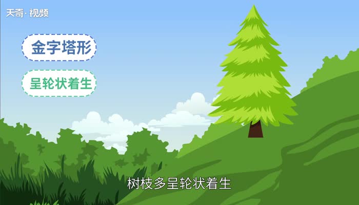 松树的特点 松树有什么最大的特点