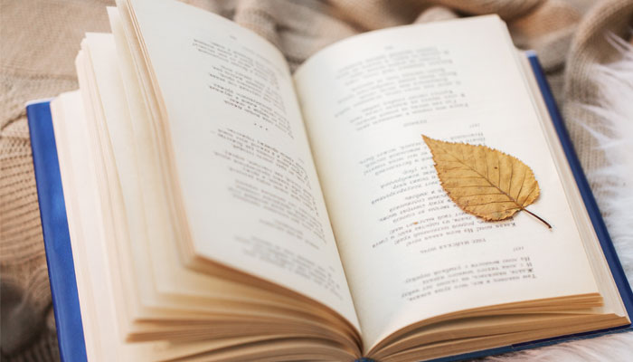 今晚的月色真美下一句 今晚的月色真美的下一句是什么