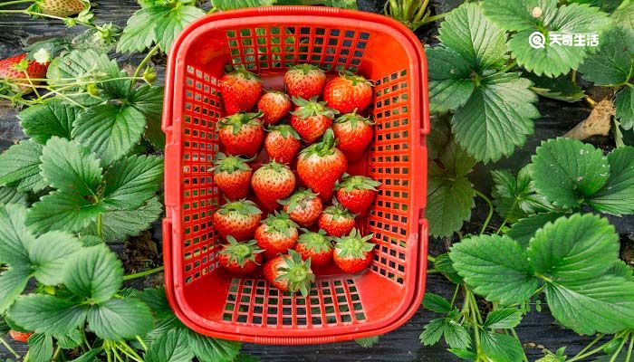 草莓如何保存一个月 草莓保存一个月的方法