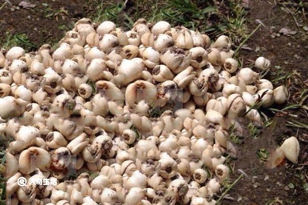 尖贝的功效与作用 尖贝的功效