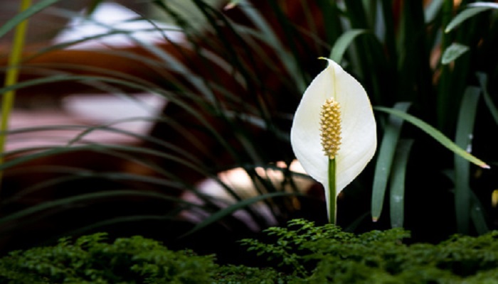 白掌的养殖方法 怎样养殖白掌