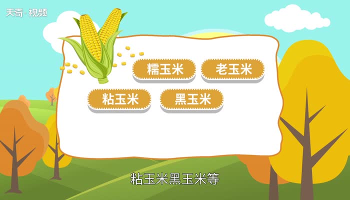玉米煮多久就熟了 新鲜玉米煮几分钟