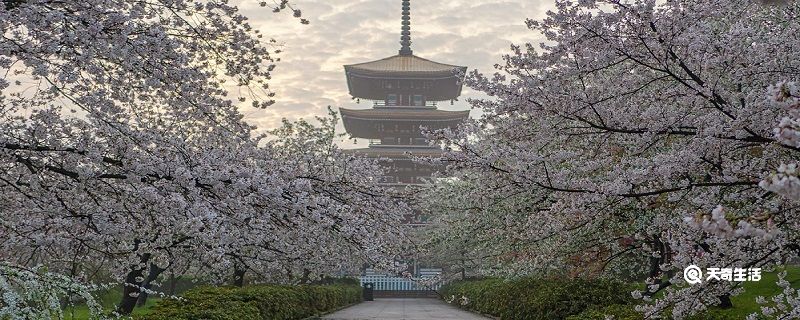 赤峰市春季赏花去哪里 推荐赤峰市春季赏花好去处