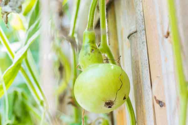 葫芦瓜的功效与作用 葫芦瓜的禁忌人群