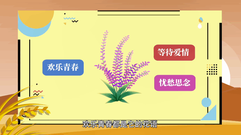 丁香花花语 丁香花花语是什么