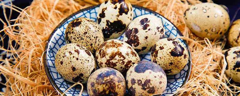 鹌鹑蛋的做法家常做法 鹌鹑的做法大全家常