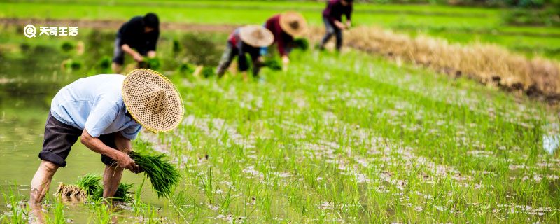 劳动的句子唯美简短 赞美劳动的简短句子