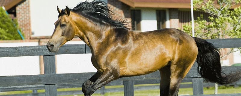 古代的马一天能跑多远 古代的马一天可以跑多远