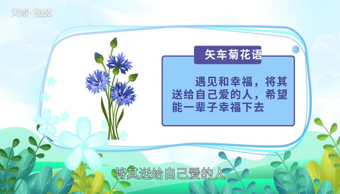 矢车菊花语 矢车菊的花语是什么