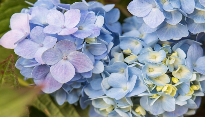 绣球花花语 绣球花的花语是什么