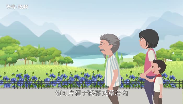 矢车菊花语 矢车菊的花语是什么