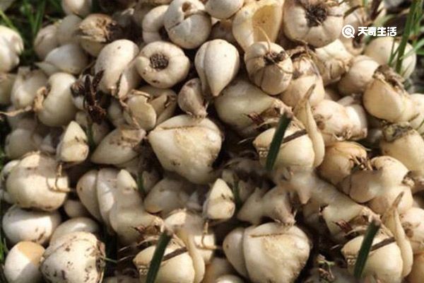 尖贝的功效与作用 尖贝的功效