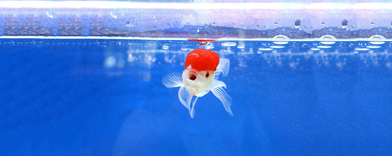 小鱼睡在哪里 小鱼在什么地方睡觉