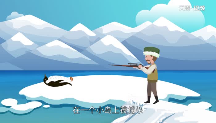北极有企鹅吗 北极有没有企鹅