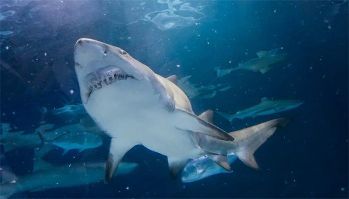 鲨鱼用什么呼吸 鲨鱼怎么呼吸