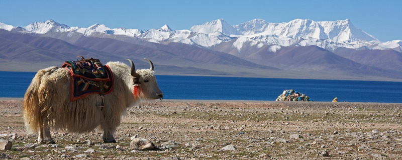 牛有几个胃 牛有几个胃分别是什么