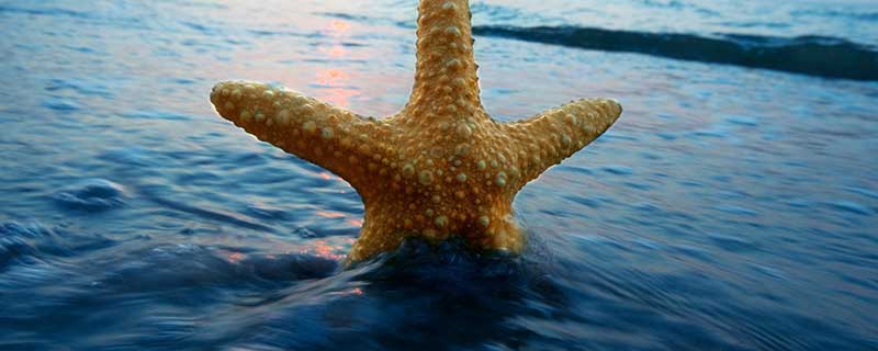 你知道海星怎么进食吗 海星怎么进食