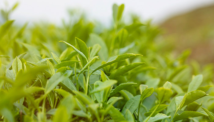 四月清明和谷雨的下一句 四月清明和谷雨下一句是什么 四月清明和谷雨的下一句 四月清明和谷雨下一句是什么