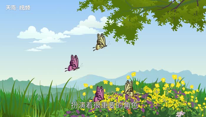 昆虫的种类 昆虫有哪些