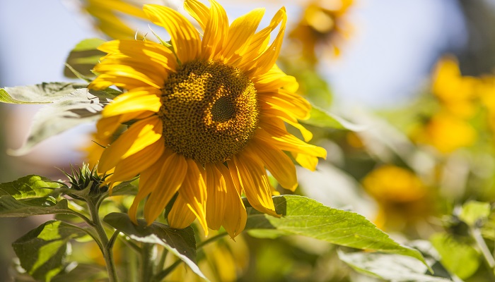 毛嗑和瓜子区别 毛嗑和瓜子有什么不同