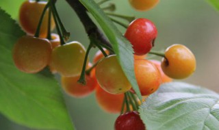 樱桃怎么做标本（樱桃怎么做标本视频）