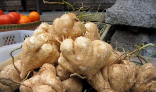 白凉薯的种植方法 白凉薯的种植方法