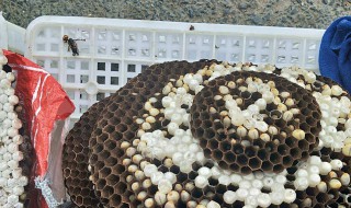 马蜂蛹的储存方法（马蜂蛹怎样保存）