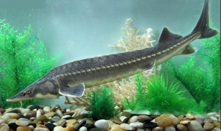 杀鲟鱼的正确方法（鲟鱼的杀法及做法）