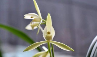 九节兰的养护方法 九节兰怎么养